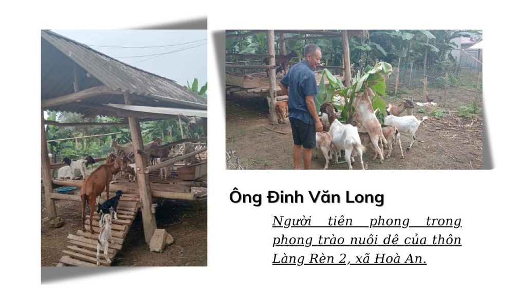 From the hills and forests, people in Hoa An commune, Tuyen Quang province have risen up to raise commodity goats associated with environmental protection. Photo: Son Hao/VGP