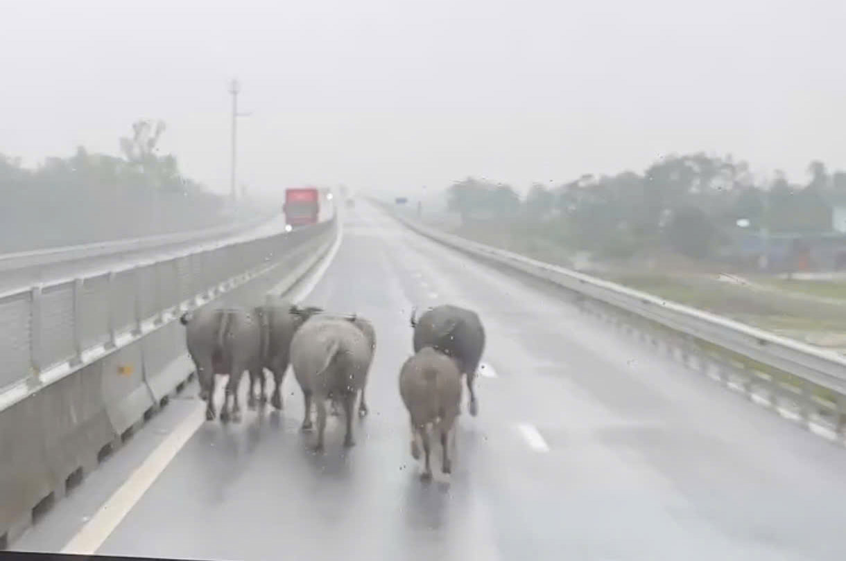 El bufalo aparece en la autopista Ham Nghi - Vung Ang en la tarde del 14 de diciembre Foto: Duc Tuan.