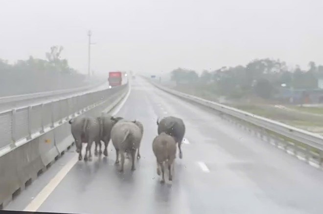 Đàn trâu chạy trên cao tốc Hàm Nghi – Vũng Áng giữa trời mưa