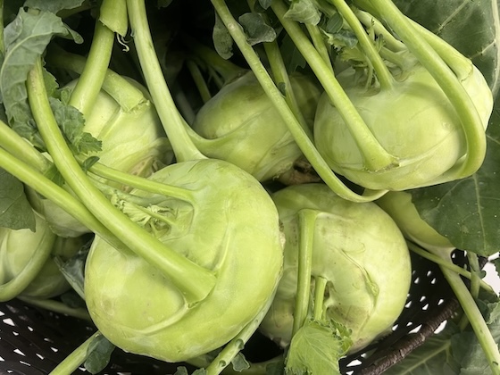 People with kidney disease and thyroid disease should consider eating kohlrabi regularly. Photo: Kieu Vu