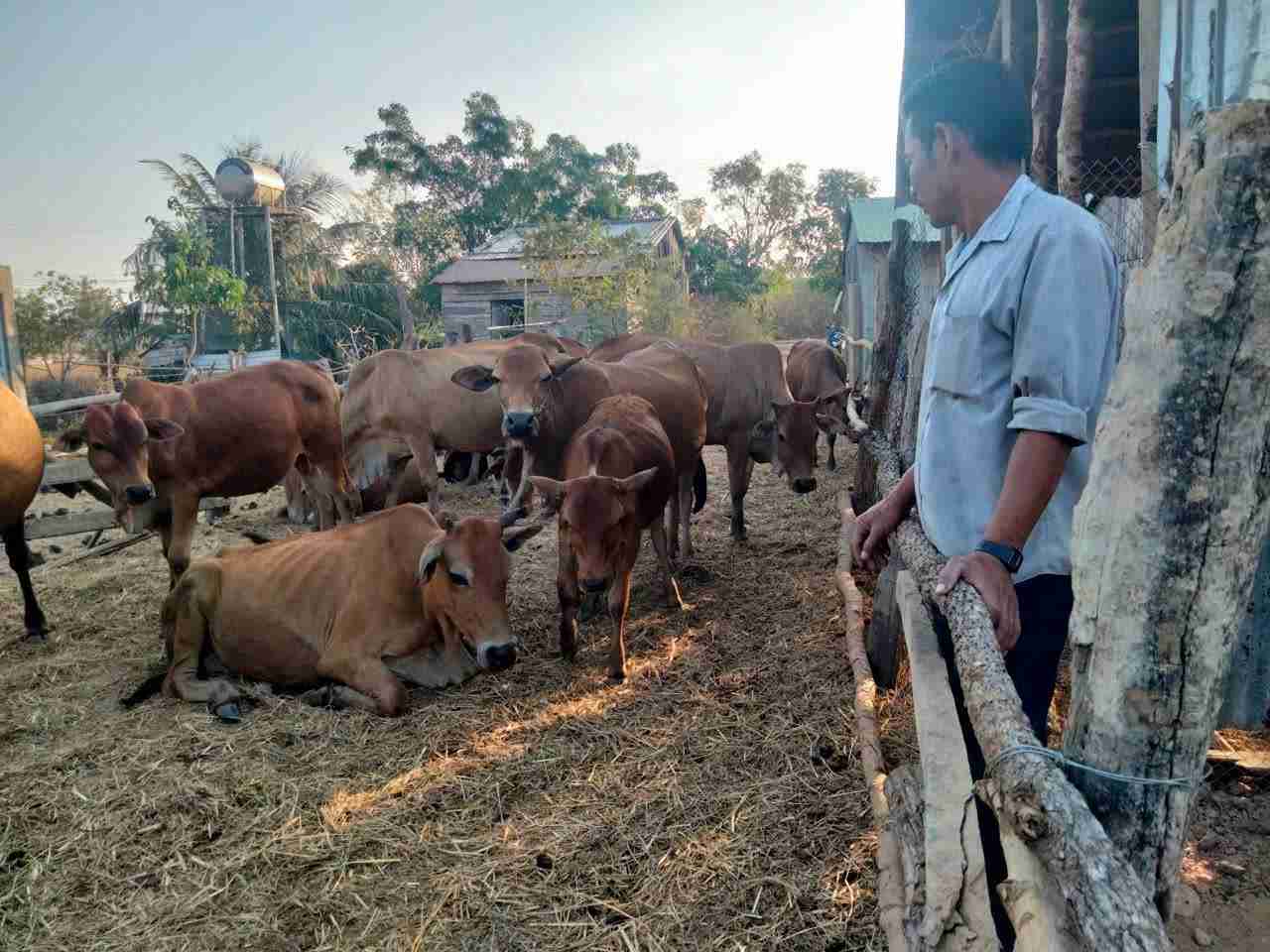 Livestock is a sustainable livelihood to help people in Iaiap commune (Dak Lak province) improve their lives. Photo: Long Du