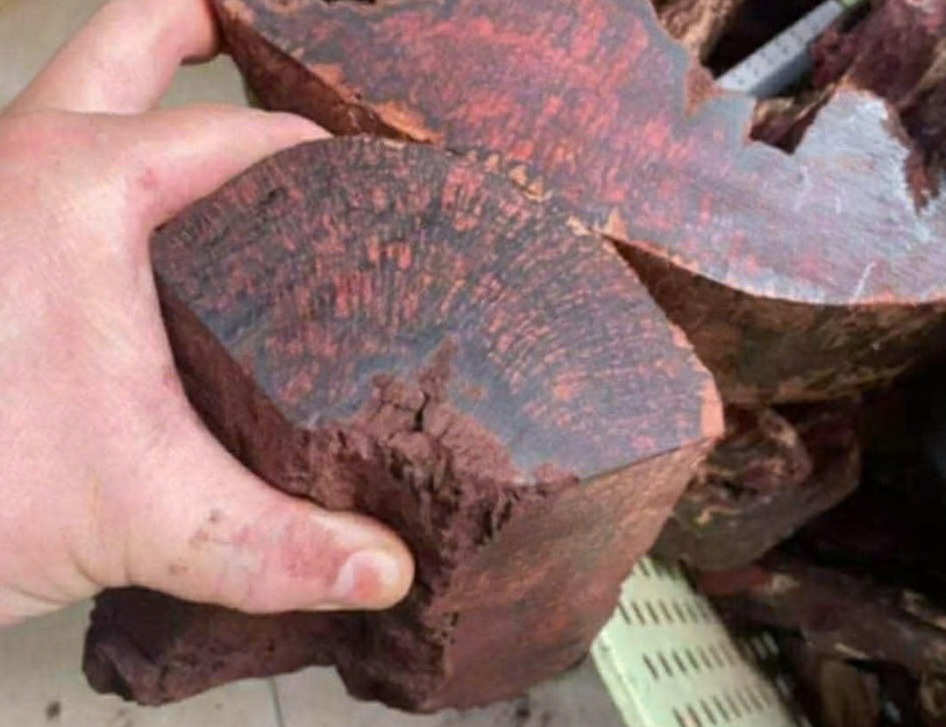 Luc luong chuc nang se xu ly neu phat hien khai thac trai phep cay Man dia. Anh: Thanh Van