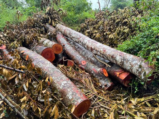 Some wooden trunks are temporarily covered with leaves. Photo taken on the morning of December 11. Photo: Phuong Anh