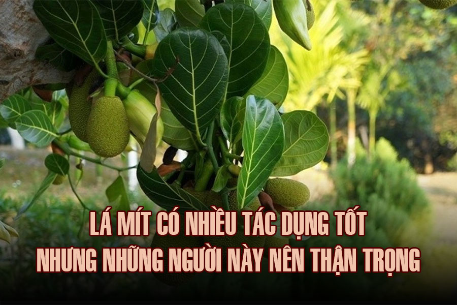 jackfruit leaves have many good effects but these people should be cautious