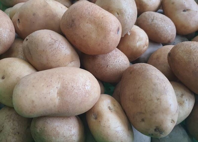 Potatoes are a familiar food that is good for health. Photo: Ha May