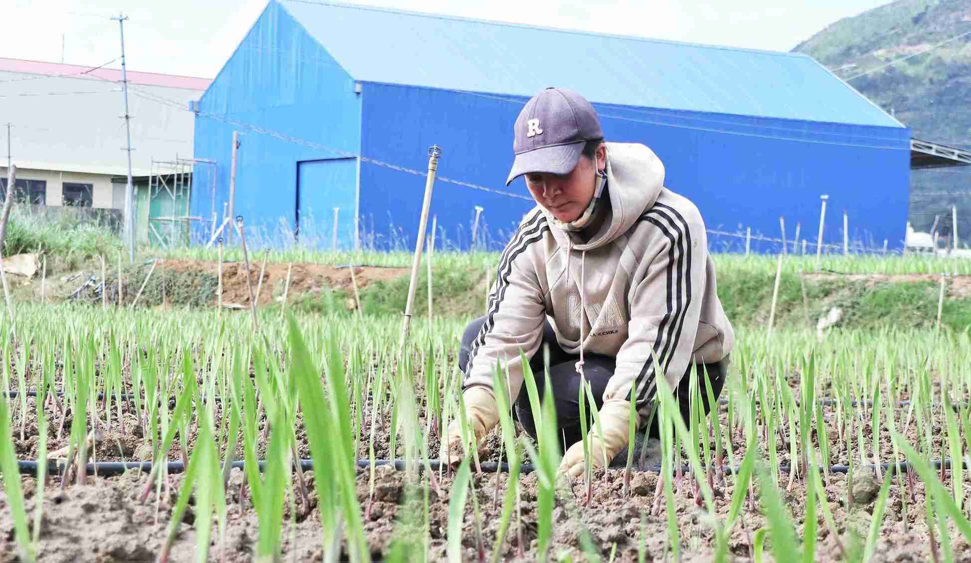 So voi nam 2024, dien tich hon 1.000m2 hoa lay on cua gia dinh chi Ka Woen phat trien cham, lo ngai khong kip ban Tet. Anh: Phuc Khanh