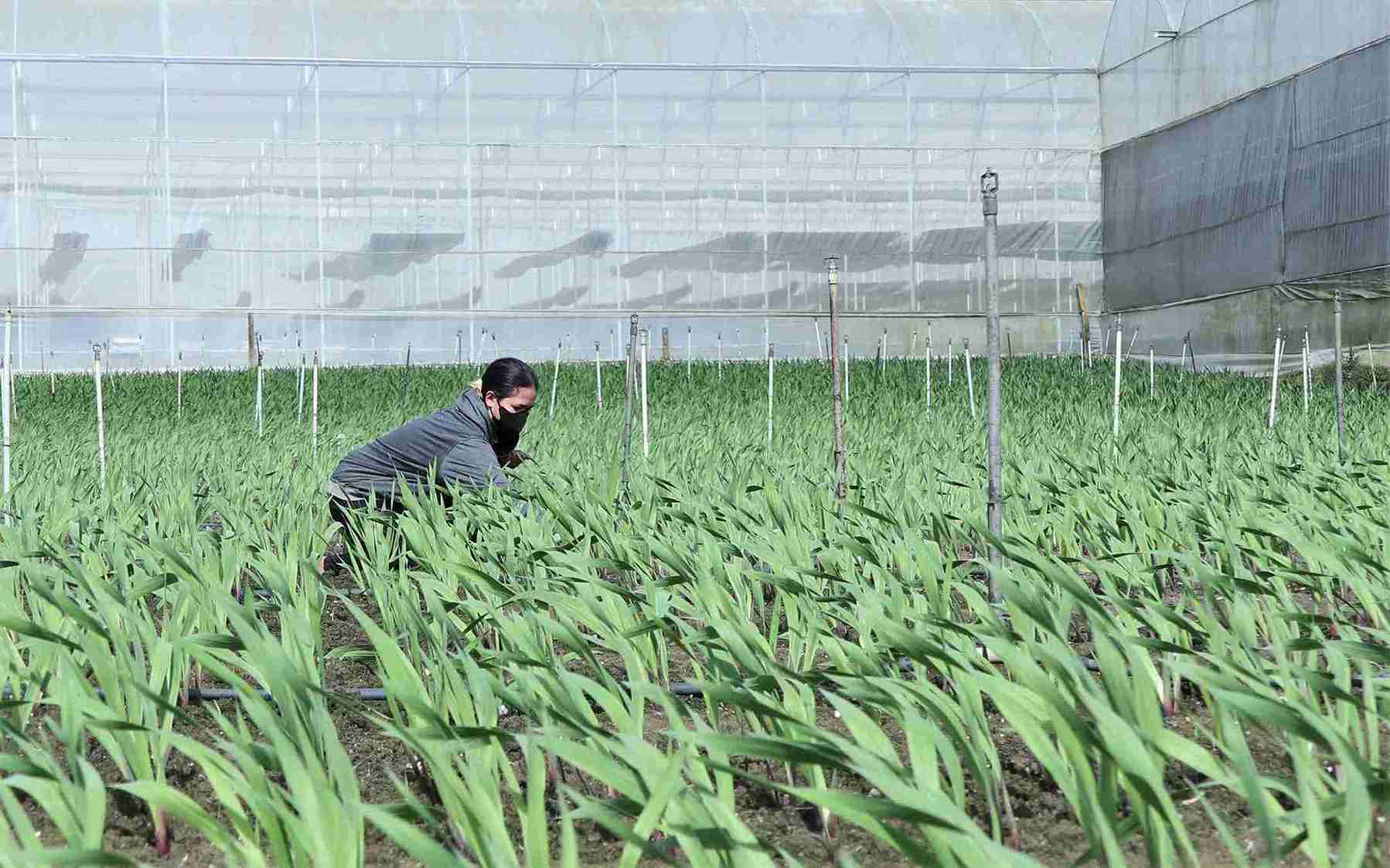 According to the forecast, recent floods have caused the area and output of courtesy flowers serving the Tet market in Hiep Thanh commune (Lam Dong) to decrease sharply. Photo: Phuc Khanh
