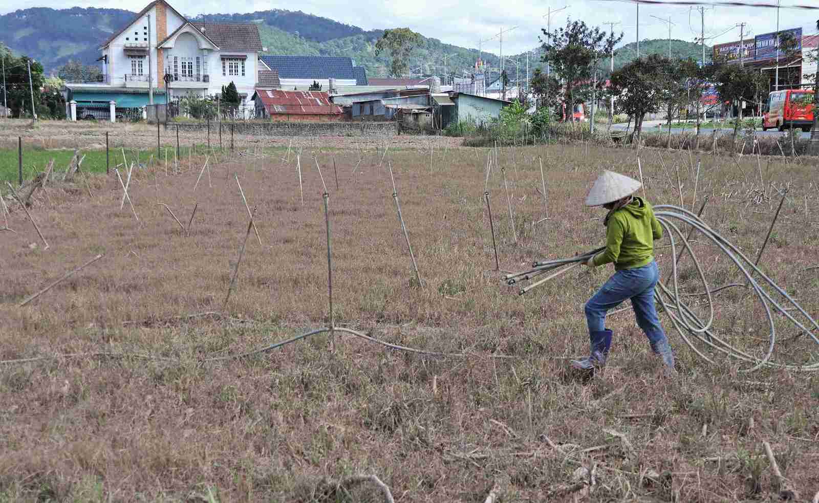 Nhieu dien tich trong hoa lay on tai xa Hiep Thanh dang bo hoang do truoc do lien tuc bi ngap sau. Anh: Phuc Khanh