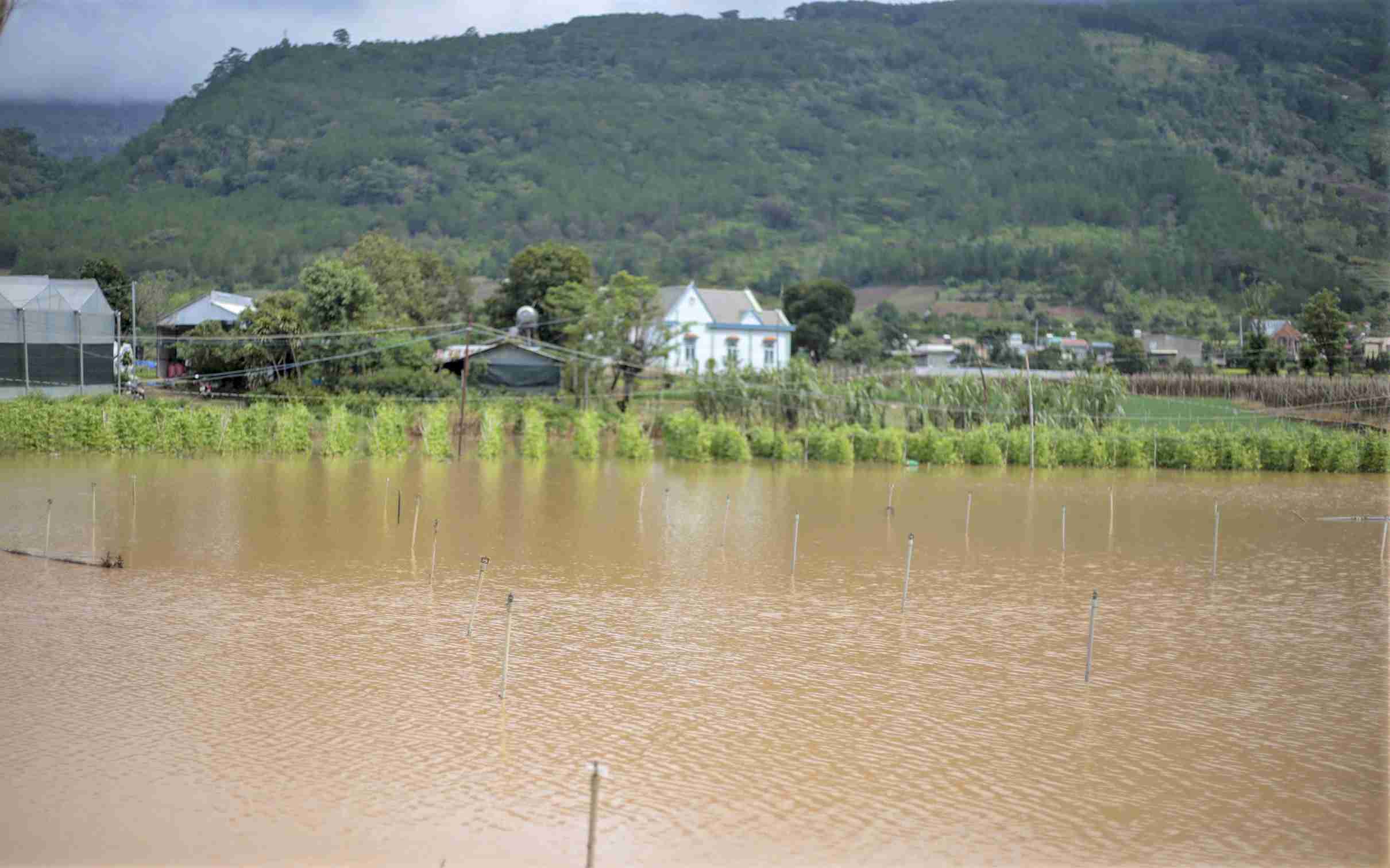 Cac dien tich trong hoa lay on phuc vu thi truong Tet tai xa Hiep Thanh bi ngap sau trong nuoc. Anh: Phuc Khanh