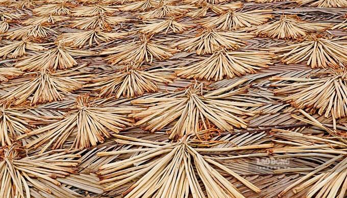 Luc binh sau khi cat duoc mang len bai, san nha phoi kho duoi nang. Anh: Phuong Anh