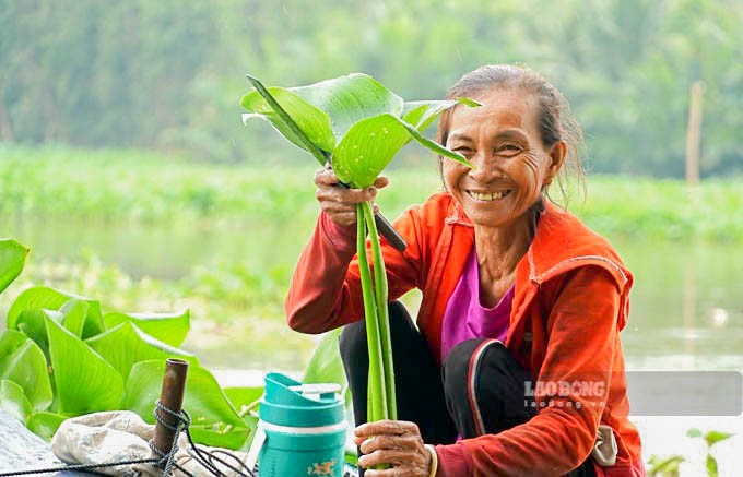 Nguoi dan mien Tay cat luc binh tren song, tao nguon nguyen lieu cho nghe dan dat thu cong my nghe. Anh: Phuong Anh