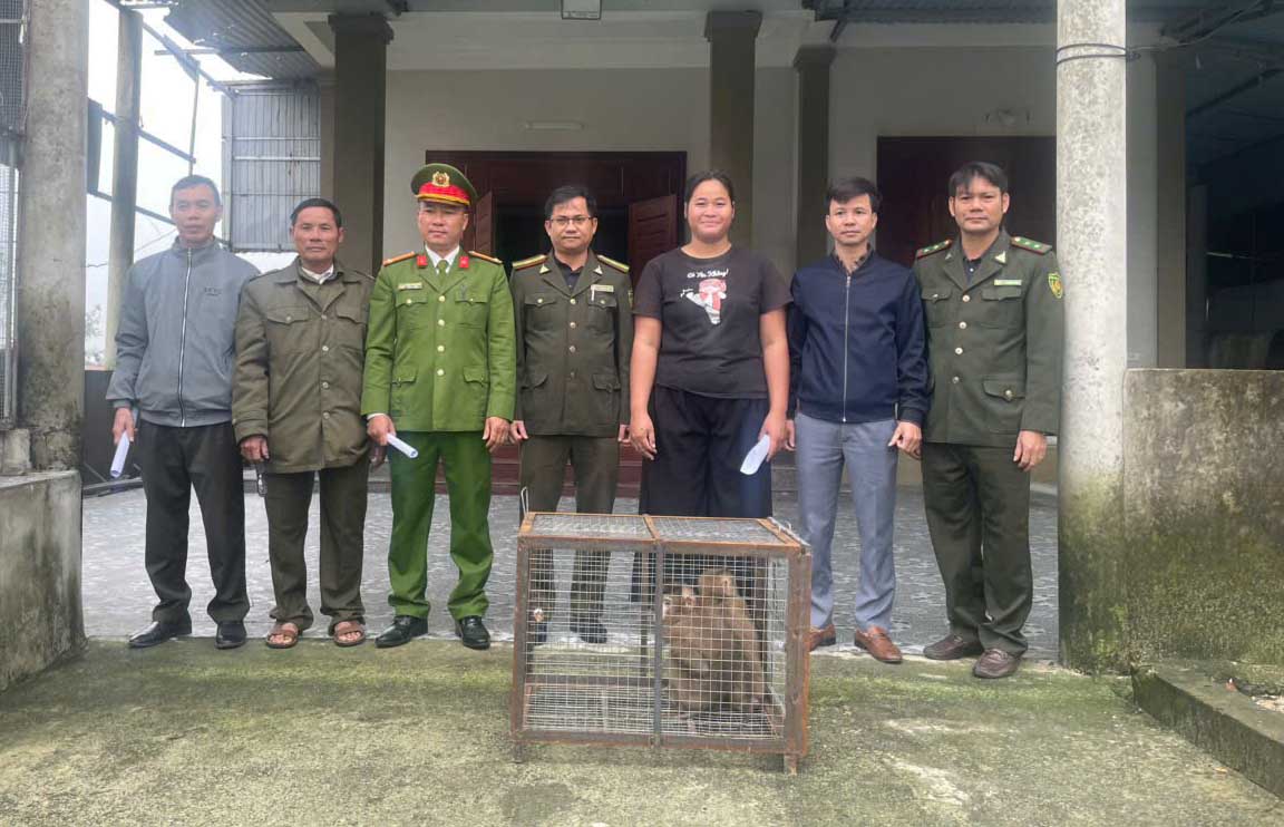 Hand over the 2 pig-tailed monkeys to the authorities for release into the wild. Photo: Hoang Anh.