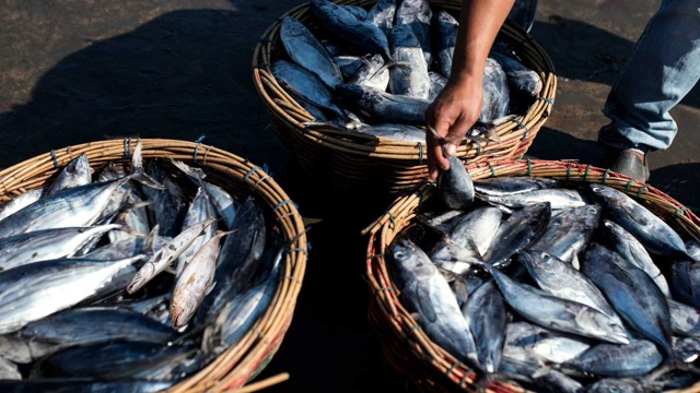 Sea fish contain Histidine, which is completely harmless when the fish are fresh. When fish is not cooled early, left at a normal temperature for too long, bacteria will break down Histidine, converting it into Histamine - a dangerous toxin. Graphic photo: Huong Son