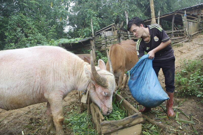 Son La省Chieng Hoa村のTao Van村の住民が、家畜に緑の食料を追加供給し、厳しい寒さや害虫の寒さ対策を行っています。写真:Truong Son