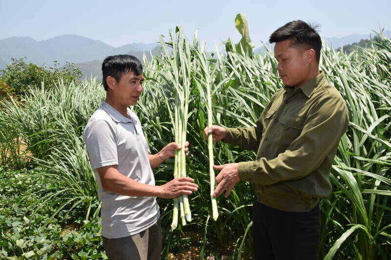 Nguoi dan ban Luot, xa Ngoc Chien chuan bi co voi de du tru cho gia suc khi ret dan, ret hai. Anh: Truong Son