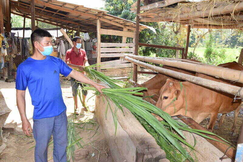 Nguoi dan ban Chien, xa Muong La trong co voi nuoi gia suc nhot chuong. Anh: Truong Son