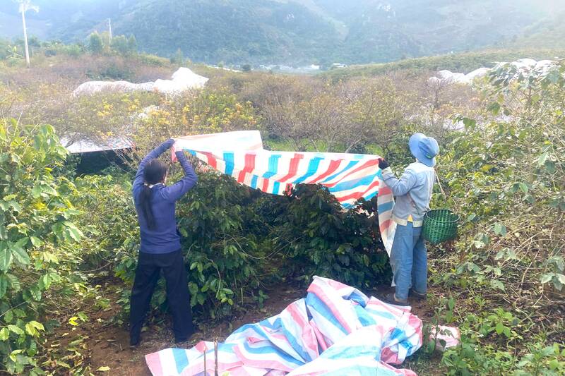 Nguoi dan ban Muong Yen, phuong Chieng Coi che chan cho cay ca phe khi xuat hien suong muoi, bang gia. Anh: Truong Son