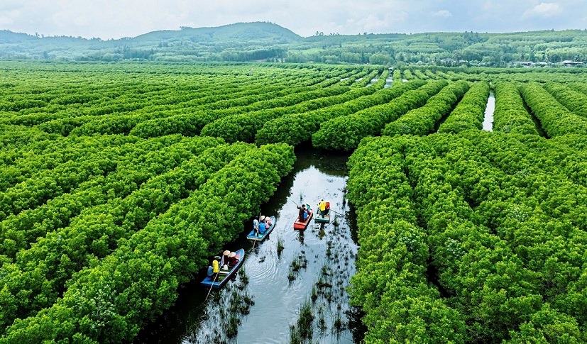 Bau Ca Cai mangrove forest in Quang Ngai is increasingly preserved, helping people develop tourism and escape poverty sustainably. Photo: Vien Nguyen