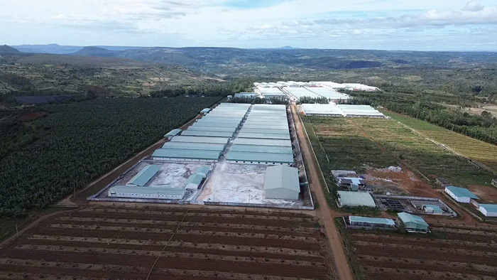 A large-scale pig farm in Gia Lai is well controlled by the epidemic. Photo: Thanh Tuan