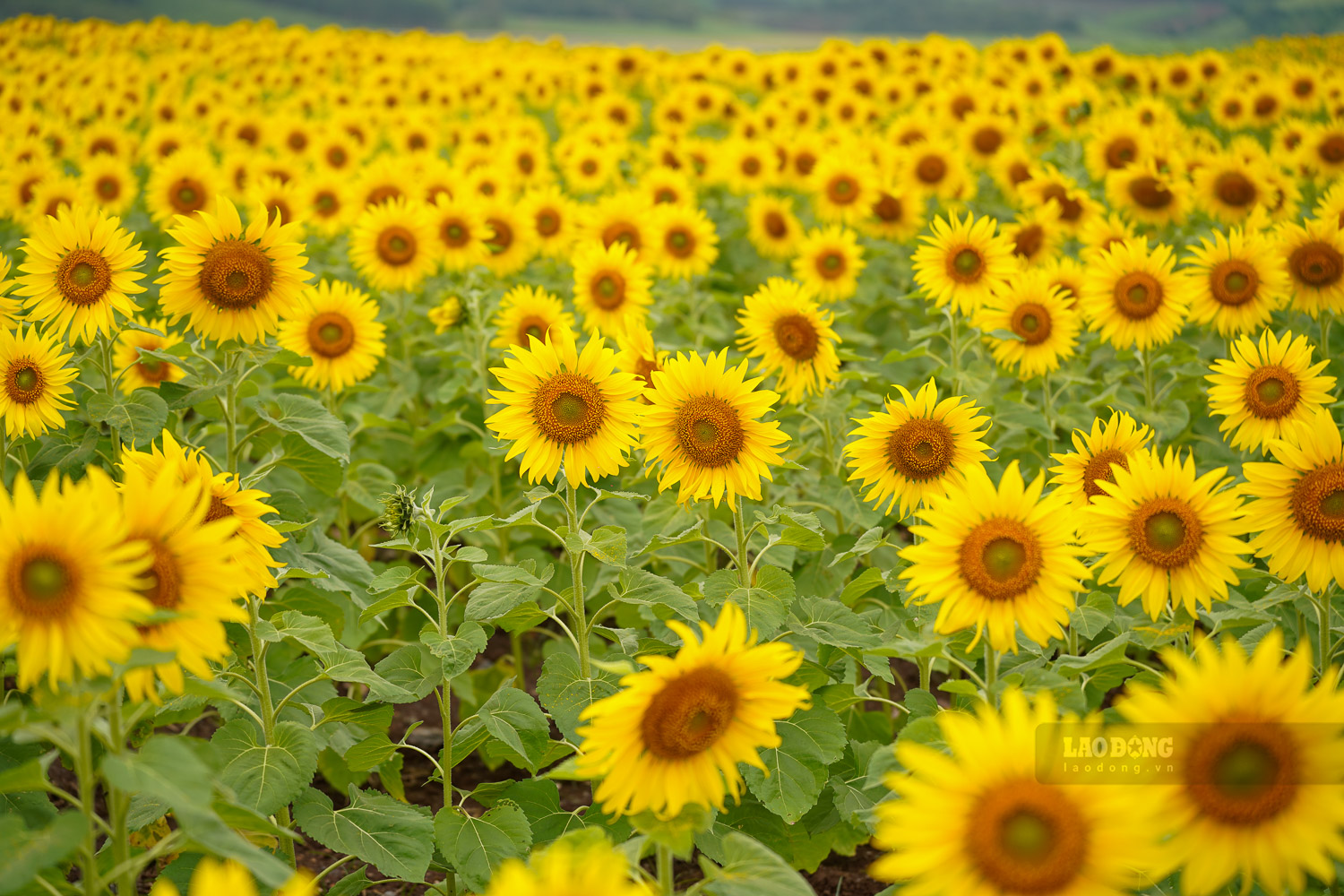 Diem check-in duoc bo tri chiec gia ve de du khach co co hoi tro thanh hoa si.