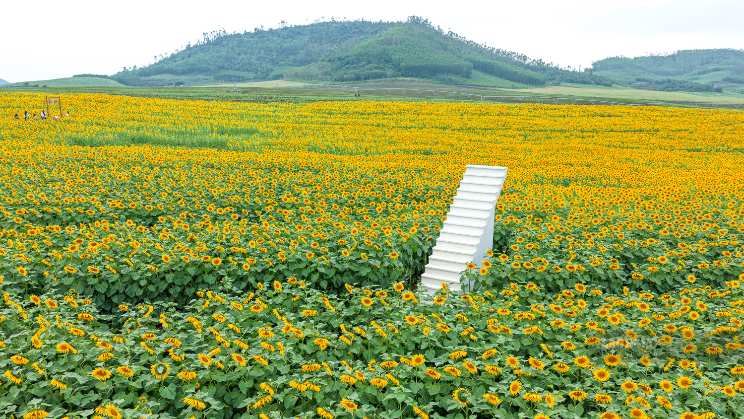 Ban quan ly bo tri tieu canh xinh xan, mang phong cach dong que tai nhieu vi tri de du khach co trai nghiem du lich dep.