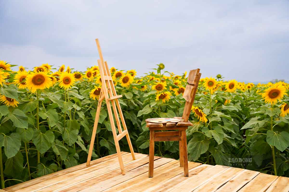 A check-in corner when you want to become an artist in the Nghia Lam sunflower field.