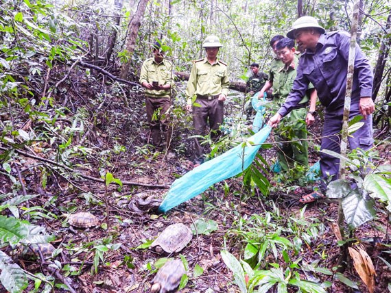 Co quan chuc nang tai tha dong vat ve lai Vuon quoc gia Kon Ka Kinh. Anh: Thanh Tuan
