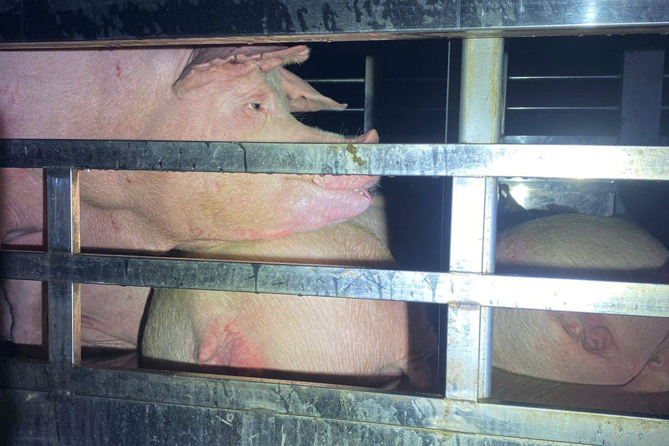 Tuy Phuoc交通警察署(Gia Lai省警察交通警察署)は、2025年12月初旬に感染した疑いのある豚を輸送するトラックを逮捕しました。写真:Hoai Phuong