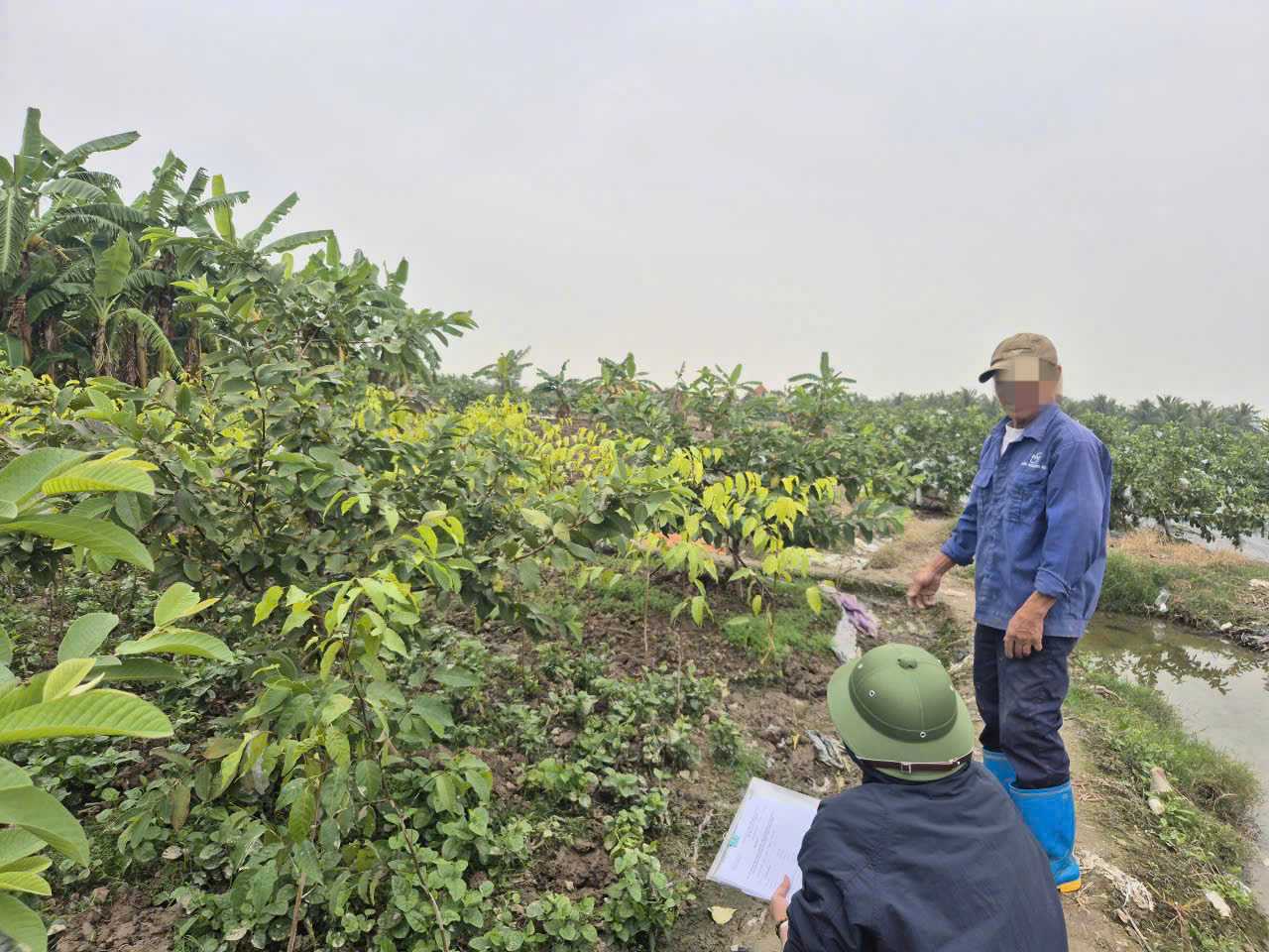 Mr. Nguyen Van B, Long Khe village, arbitrarily picked up crops in violation of regulations. Photo: Kim Thanh Commune (Hai Phong City)