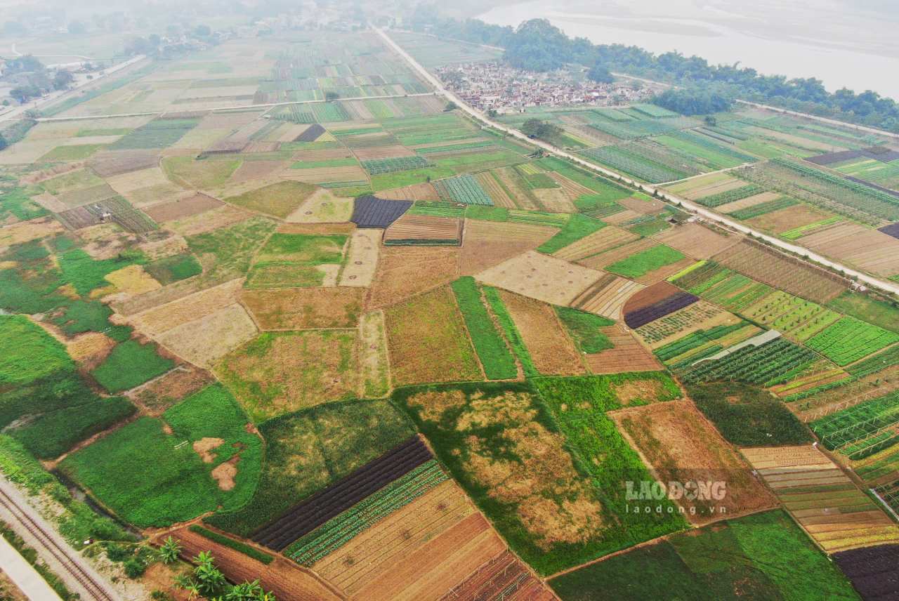 Tuy Loc vegetable farm with an area of nearly 70 hectares is at risk of crop failure due to damaged irrigation systems. Photo: Van Duc