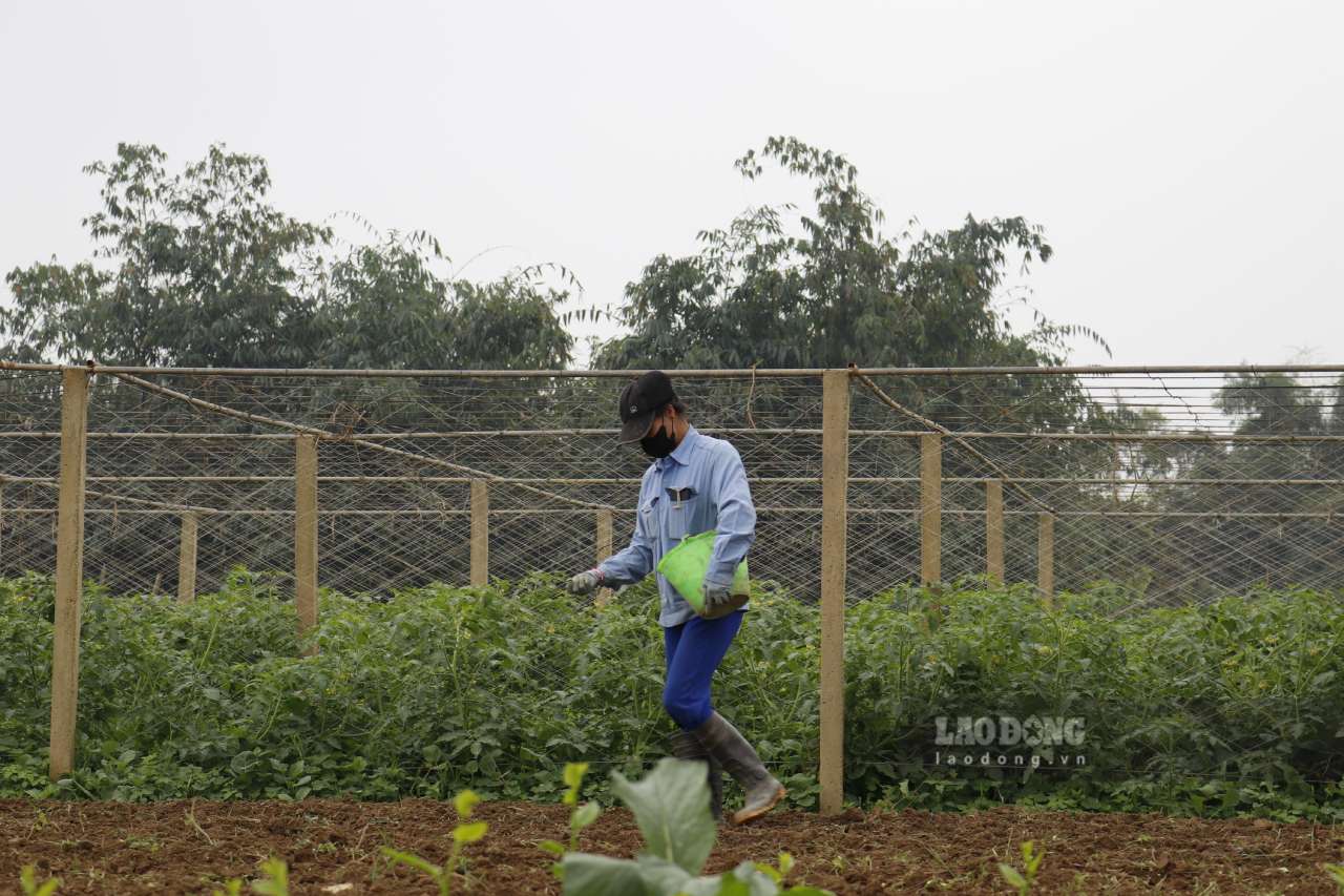 Nguoi trong rau tai Tuy Loc dung truoc nguy co mat mua rau do thieu nuoc. Anh: Van Duc