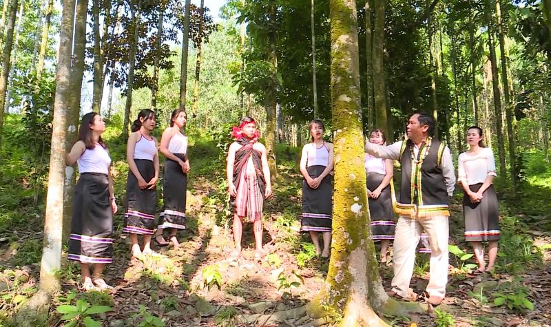 Mien nui Da Nang chu trong phat trien rung go lon gan voi du lich sinh thai. Anh: Nguyen Hoang 