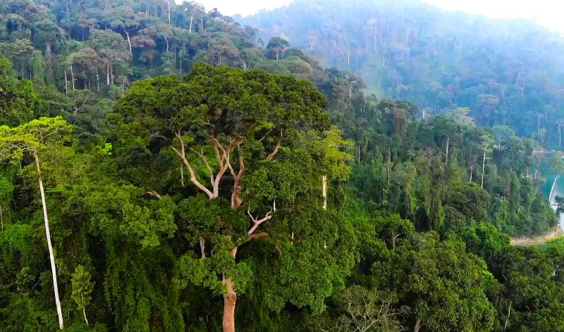 Canh rung go lon bat ngan, gom hon 250.000 cay go quy xanh tot cua ong Nguyen Huu Hoang. Anh: Nguyen Hoang