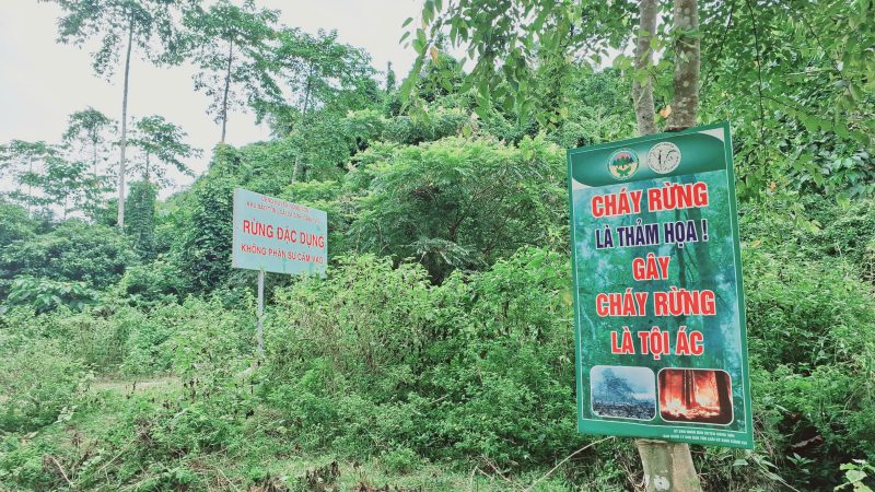 Da Nang no luc bao ve rung, gop phan tao sinh ke ben vung cho dan duoi tan rung. Anh: Nguyen Hoang