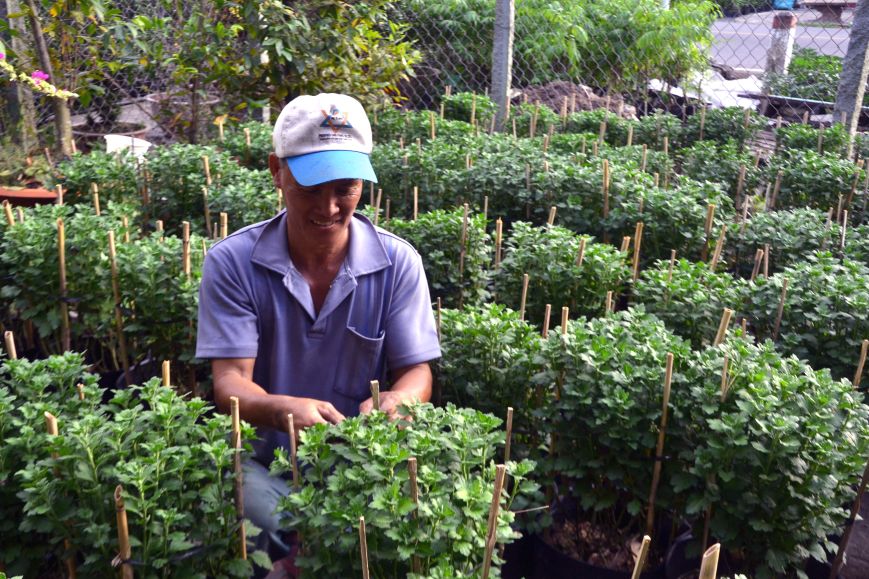 Cham soc hoa kieng don Tet o lang hoa Sa Dec. Anh: Thanh Mai