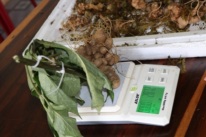 Cu tam that bac duoc rao ban, gia sam Ngoc Linh Kon Tum. Anh: Thanh Tuan 