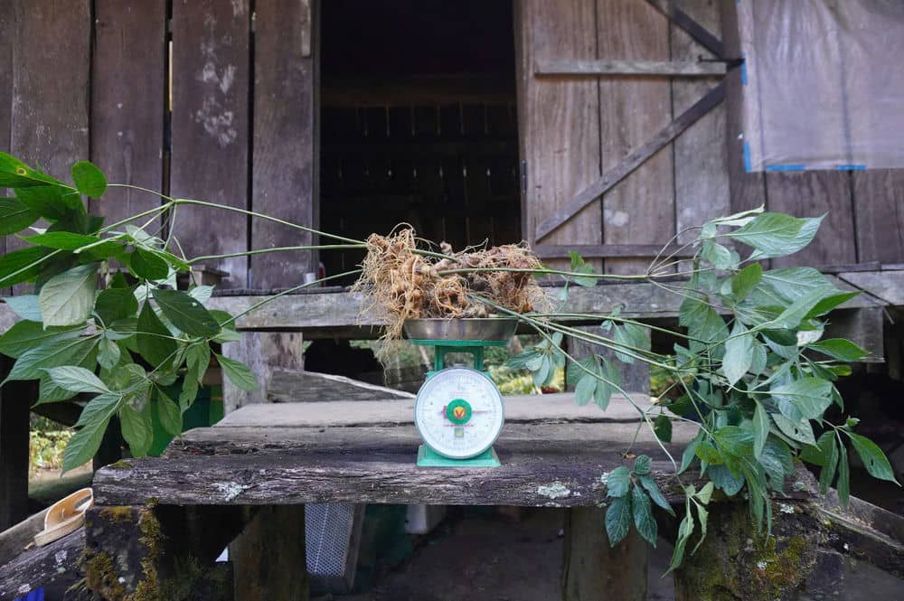 Sam Ngoc Linh that duoc ban dau gia de xay dung lang du lich o mien nui Quang Ngai. Anh: Thanh Tuan 