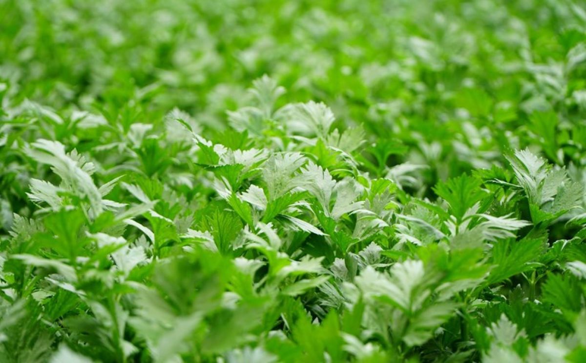 Celery is a food with diuretic effects, good for health. Photo: Thanh Thanh