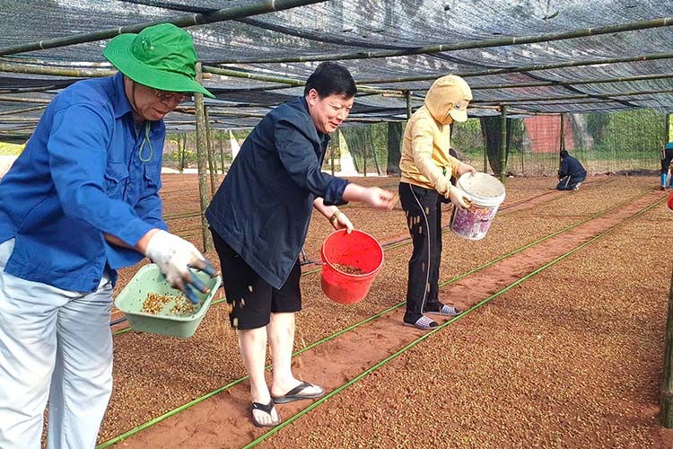 Mr. Vang A Chinh - Secretary of the Party Committee of Muong Cha commune (in black shirt) directly participated in growing coffee seedling gardens. Photo: Muong Cha Commune