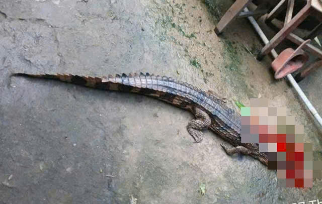 The owner of the cage crocodile that bit the teacher was administratively fined more than 300 million VND. Photo: Provided by the people
