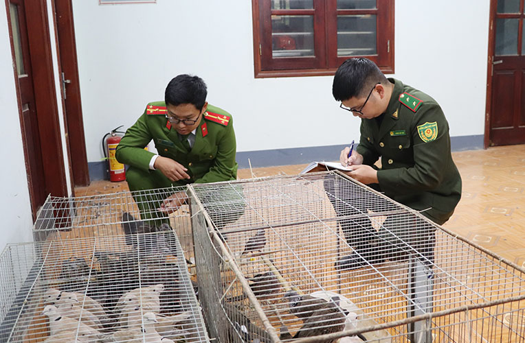 Lực lượng chức năng kiểm tra, kiểm đếm tang vật thu giữ tại xã Thanh Nưa, tỉnh Điện Biên. Ảnh: Phạm Trung