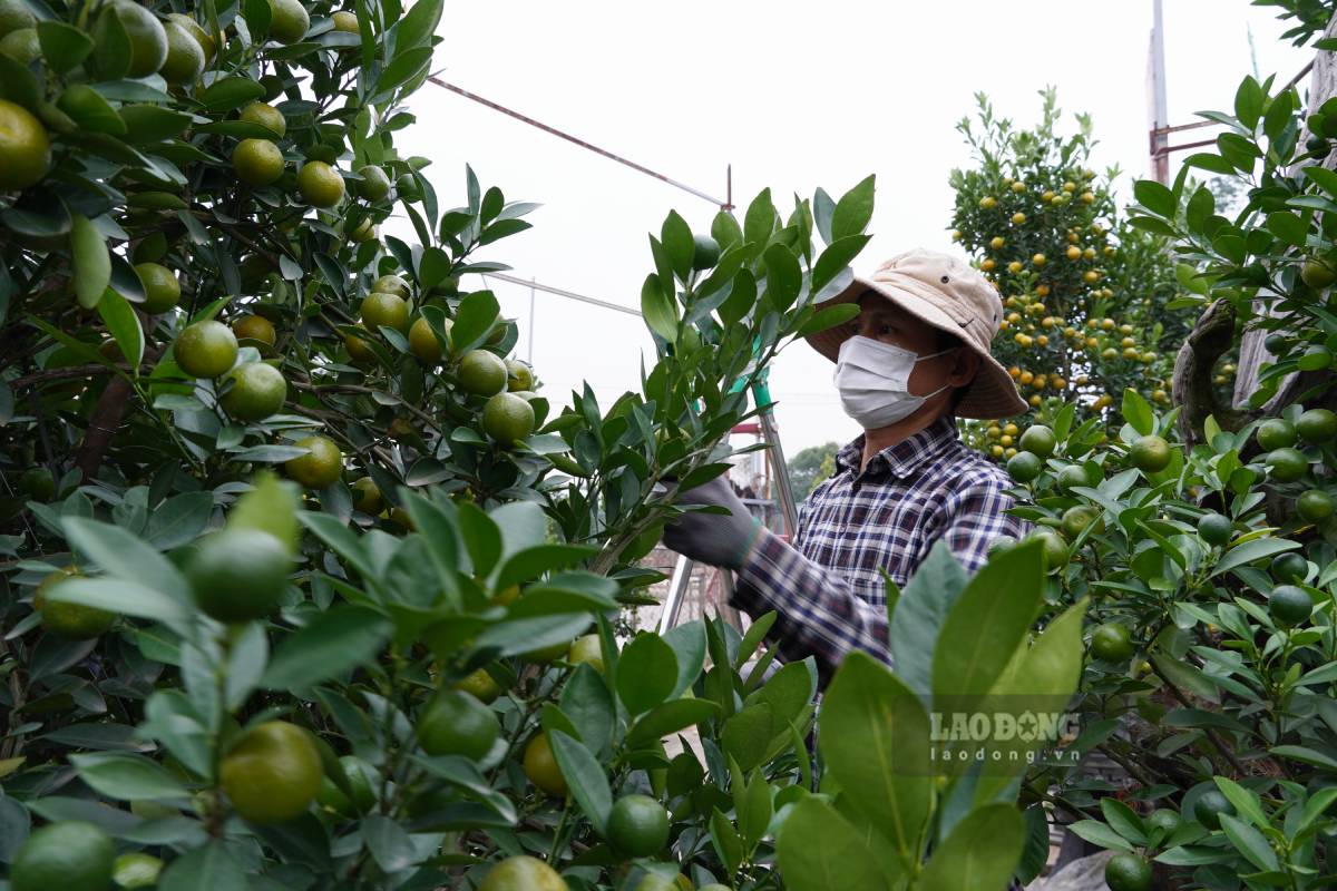 Tu Lien kumquat garden, Nhat Tan peach trees enter the final stage before Tet 2026. Photo: Phuong Anh