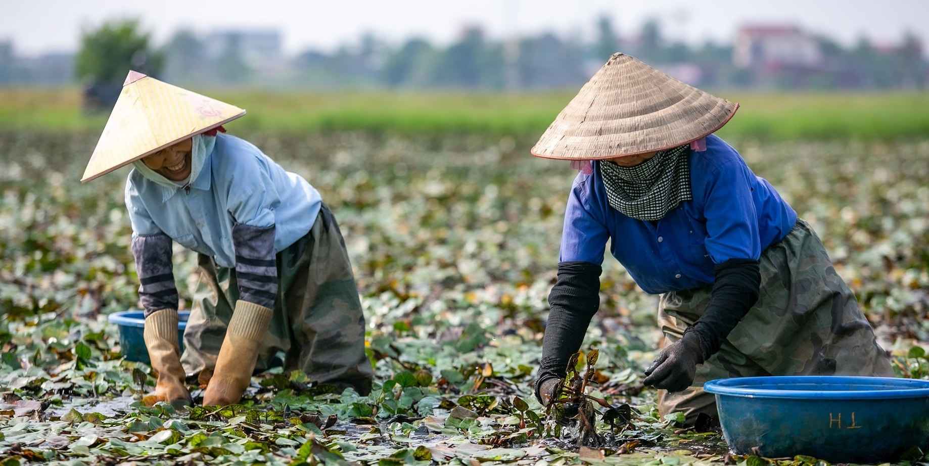 Farmers in Vinh Lai commune, Hai Phong city harvest water caltrops on low-lying fields. Photo: Mai Huong