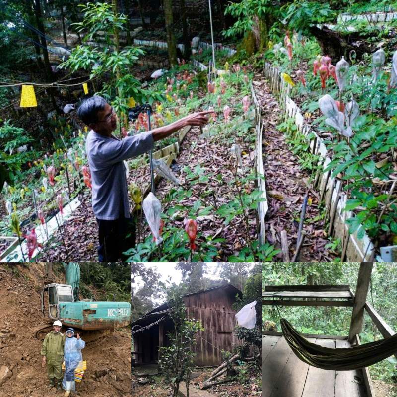 Sau gan nua ngay bang rung, vuot doc da dung dung, nguoi trong sam Ngoc Linh an ngu trong lan tam de canh giu tung goc sam giua dai ngan. Anh: Nguyen Hoang