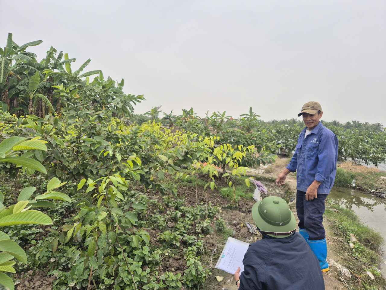 Mr. Nguyen Van Bien's household, Long Khe village arbitrarily picked up crops in violation of regulations. Photo: Kim Thanh Commune