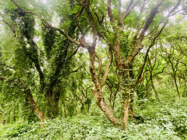 Tam Quy honeyove forest in Ha Trung commune is of great value in terms of environment and landscape. Photo: Ky Lam