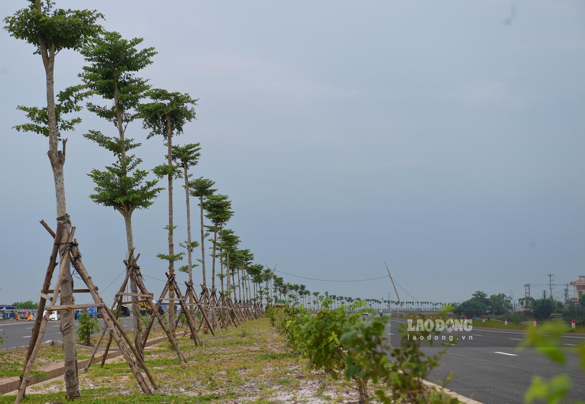 Cay xanh duoc trong tren tuyen duong. Anh: Luong Ha