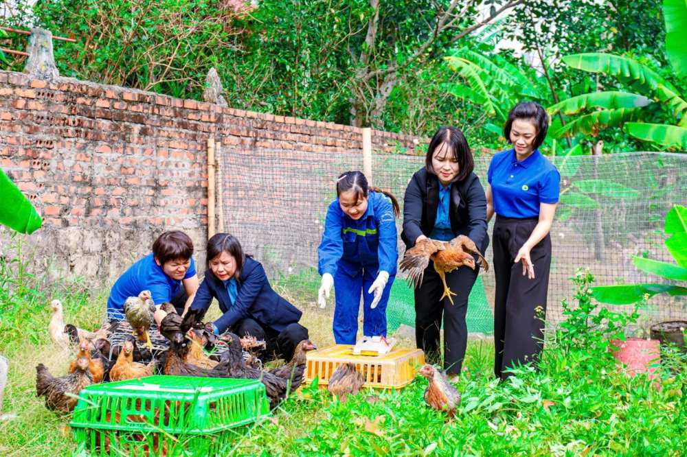 Nhieu nu cong nhan, lao dong lua chon phuong an nuoi ga. Anh: Cong doan TKV