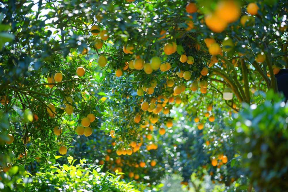 Tu giua thang 10, khi tiet troi chuyen minh sang dong, cao nguyen Moc Chau (Son La) lai rang ro trong sac vang cua mua cam chin ro. Khap cac thung lung, nhung vuon cam triu qua dang vao vu thu hoach ron rang.