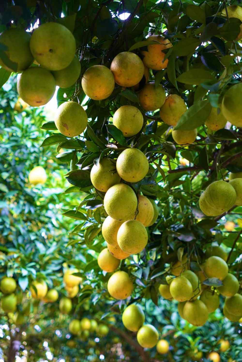 Nhung vuon cam o phuong Van Son, Thao Nguyen va Moc Son chin cang mong, vang uom, tao su tuong phan noi bat tren nen la xanh biec. Huong cam theo gio thoang nhe, diu dang len loi vao khong khi se lanh. Nho quy trinh cham soc huu co ti mi, cac giong cam thuong hang nhu cam Ly, cam Canh va V2 da khang dinh gia tri va chat luong nong san vuot troi cua Moc Chau.